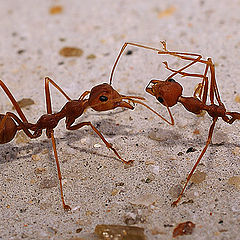 photo "маро муравьи"