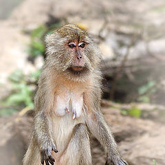 photo "портрет животные обезьяна"