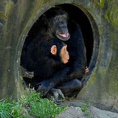 photo "mother and child"