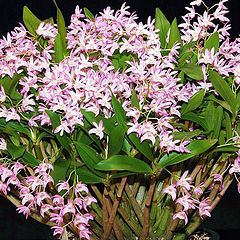photo "A living bouquet of Orchids."