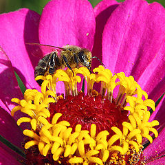 photo "A bee on a flower"