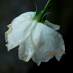 photo "**LAST ROSE ."