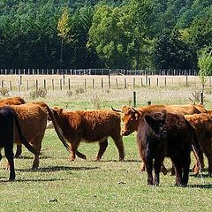 photo "Pastoral Scene - New Zealand."