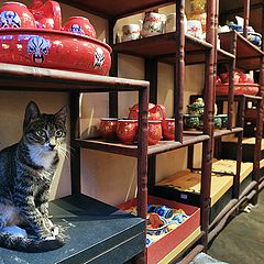 photo "China cat"