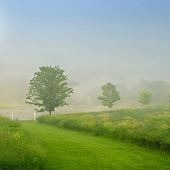 фото "Meadow Land"
