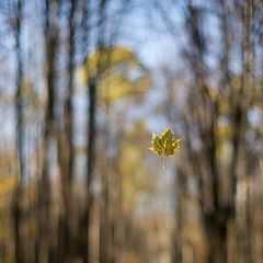 фото "Битцевский лесопарк"