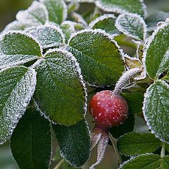 photo "rose after the freeze"