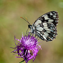 фото "Schmetterling"