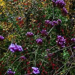 photo "red berries"