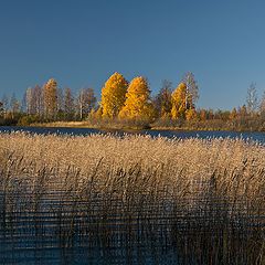 фото "золотое свечение"