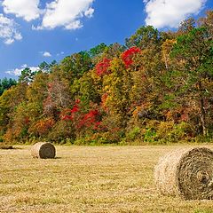 photo "Fall Has Arrived"