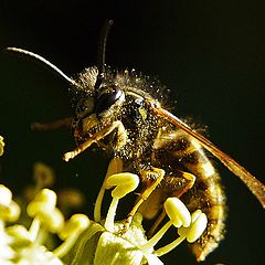 photo "Flower Party"