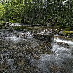 фото "Лесная река"