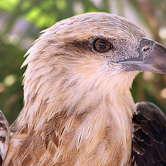 фото "Портрет орла"