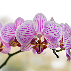 фото "Орхидея"