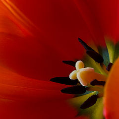 фото "Deep Red II"