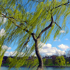 photo "Spring breeze / Весенний бриз"