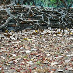 фото "root of life"