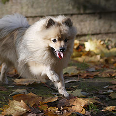 photo "Laughter Spitz."