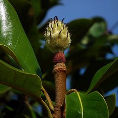 photo "As Magnolia is finished blossoming."