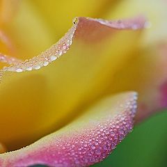 photo "Dewy Petals"