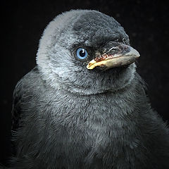 фото "Corvus monedula"