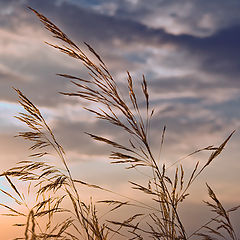 photo "Farewell to Summer"