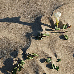 фото "Цветы на песке.(2)"