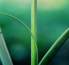 photo "Grass Lines"