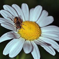 фото "Daisy"