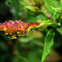 photo "Serenti wet"