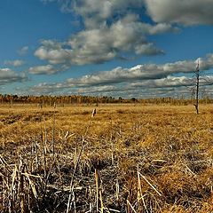 фото "Осень на болоте"