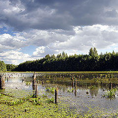 фото "Цапли улетели..."