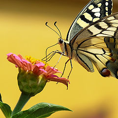 фото "Papilio machaon"