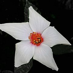 фото "White Hibiscus"