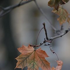 фото "осенняя"