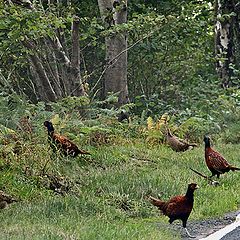 photo "The pheasants on road."