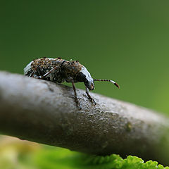 photo "African warrior"