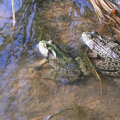 photo "frogs-friends"