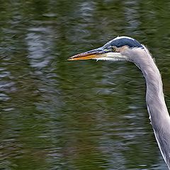 photo "What lies beneath"