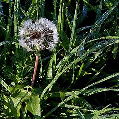 photo "Dandelion in October"