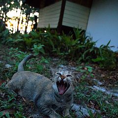 фото "island cat"