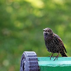 photo "Autumn singer"