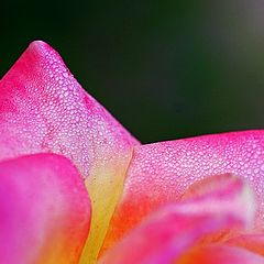 photo "Dewy Pink"