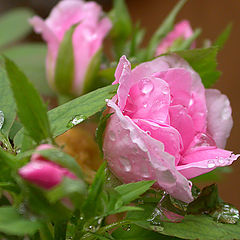 photo "pink rose after rain..."