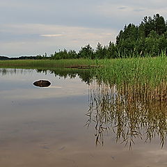 фото "Тишина"