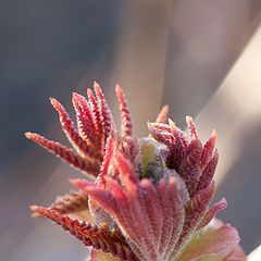 фото "бузина"