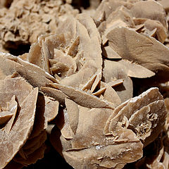 photo "desert roses"