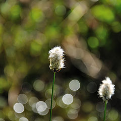 photo "Eriophorum vaginatum 03"