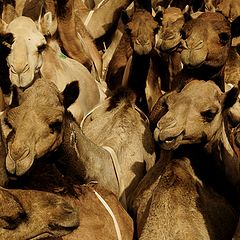 фото "CAMEL"